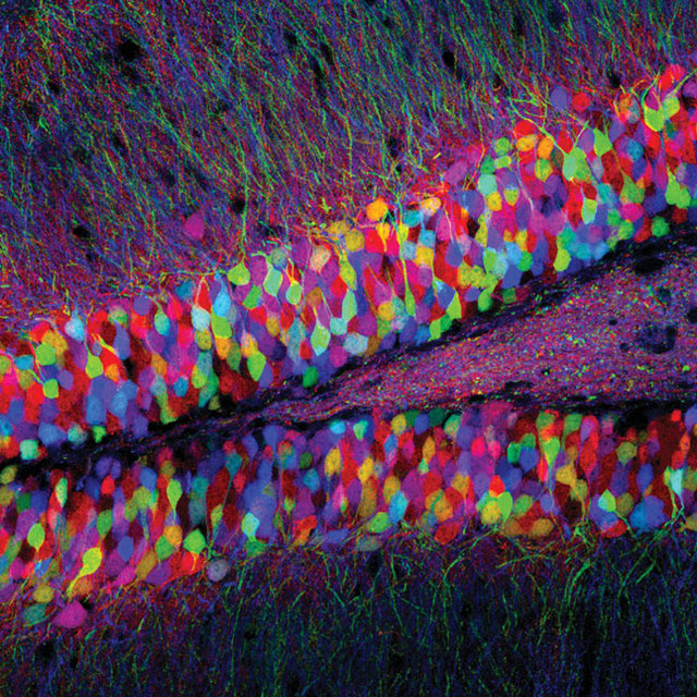 Adult hippocampal neurogenesis, the process of generating new neurons in the brain’s hippocampus, persists into advanced age and supports memory and learning, 